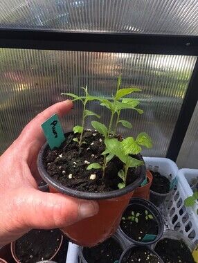 Young Plum Seedling in Small Nursery Pot - Green